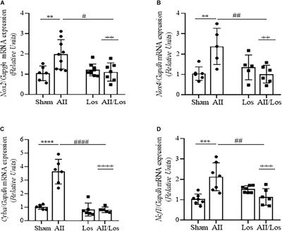 Long-Term Angiotensin II Infusion Induces Oxidative and Endoplasmic Reticulum Stress and Modulates Na+ Transporters Through the Nephron